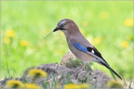<p>SOJKA OBECNÁ (Garrulus glandarius) /Eurasian jay - Eichelhäher/</p>
